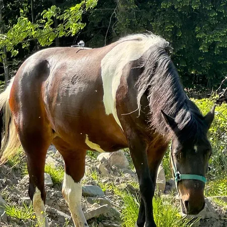 Na Snowancu Ferienhaus *