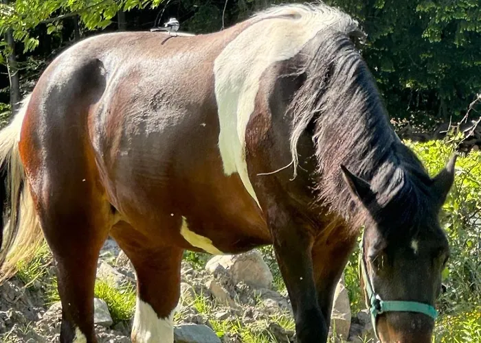 Na Snowancu بيت للعطل *