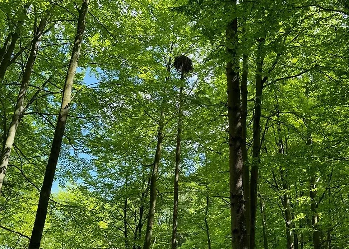 Na Snowancu برينا